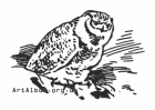 Clipart owl