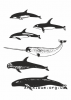 Clipart toothed whales