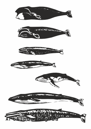 Клипарт киты