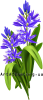 Кліпарт фіолетова квітка