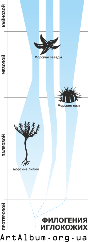 Clipart phylogeny of echinoderms russian