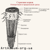 Clipart root structure in russian