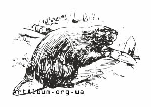 Clipart beaver