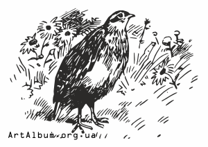 Clipart quail