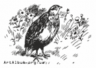 Clipart quail