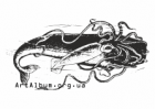Кліпарт битва кашалота з гігантським кальмаром