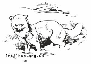 Clipart polar fox