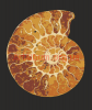 Clipart Ammonite