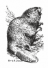 Clipart beaver